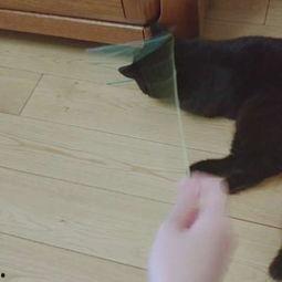 娱乐吃瓜酱猫咪视频,萌态十足，网友直呼“太可爱了！”